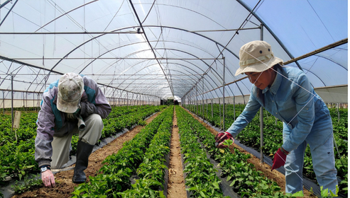 Master Farmer - KIC™