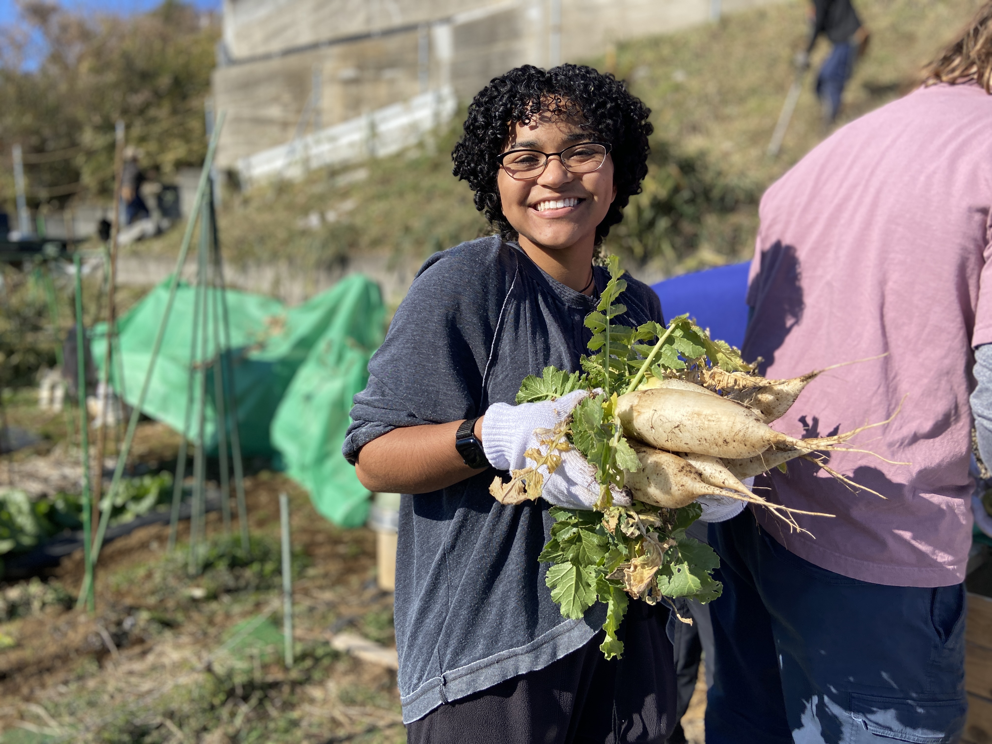 収穫された大根4